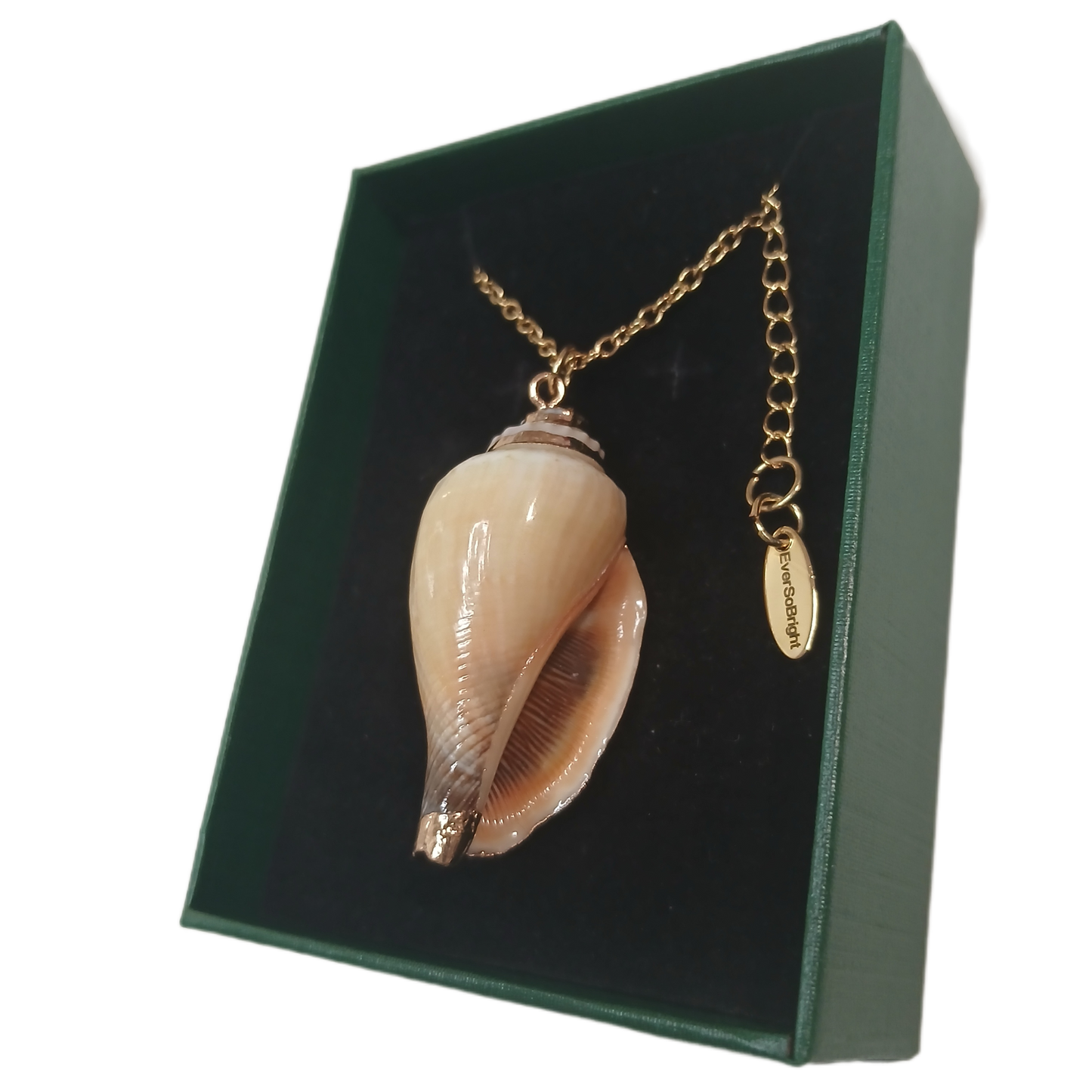 Born of the Water and the Spirit - Shell Baptism Necklace